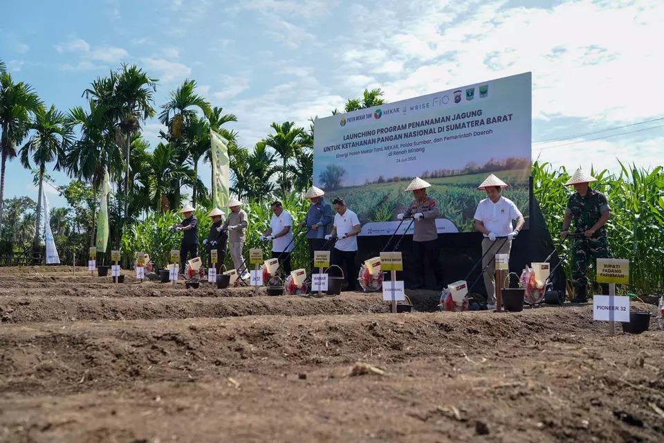 Sumatera Barat Luncurkan Program Jagung saat Prabowo Targetkan Hentikan Impor pada 2026