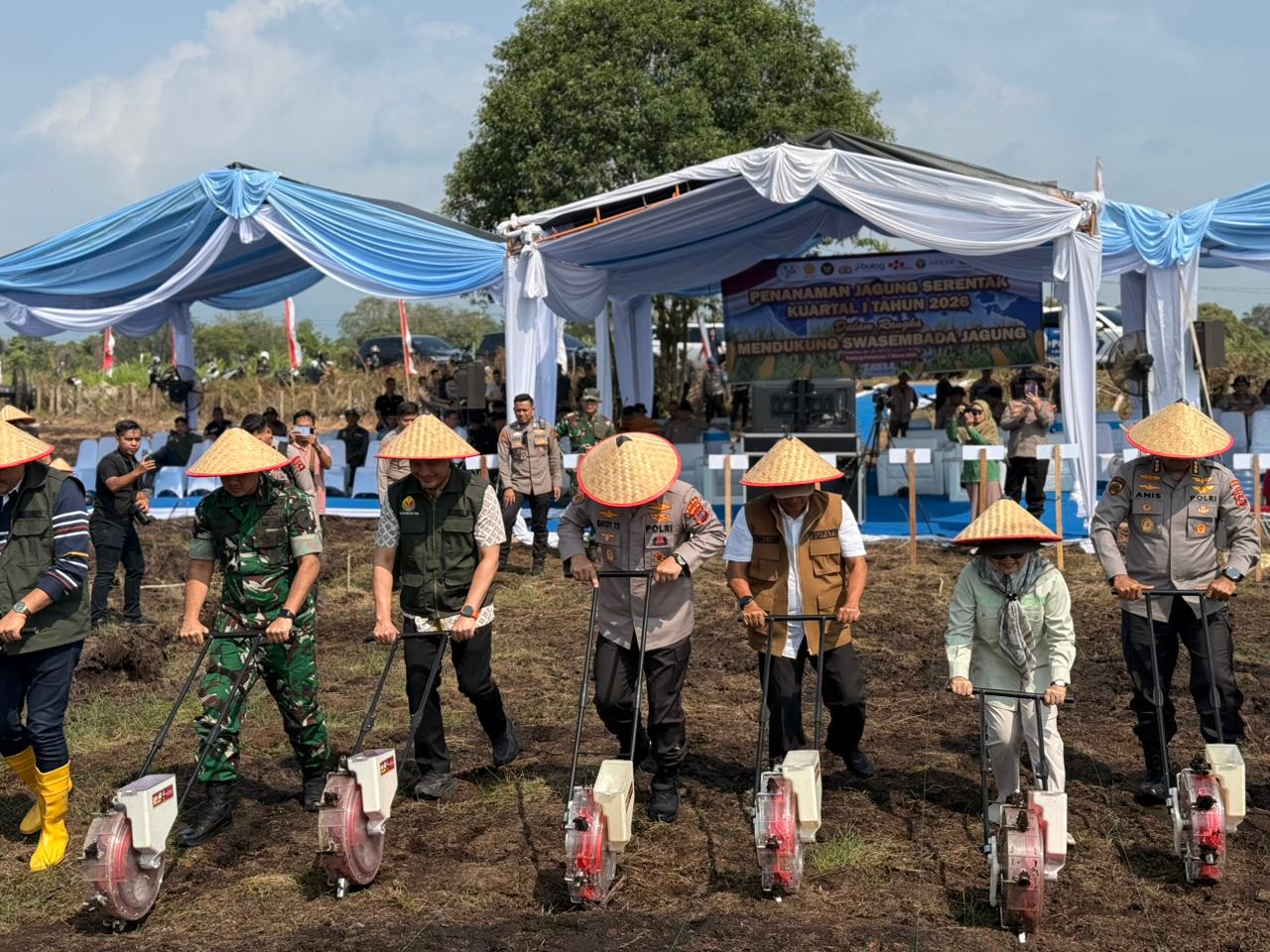 Penanaman Jagung Serentak di Padang Pariaman, Lahan Tidur 30 Tahun Diaktifkan Kembali